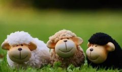 几月出生的羊最好命，属羊人最命苦的出生日期